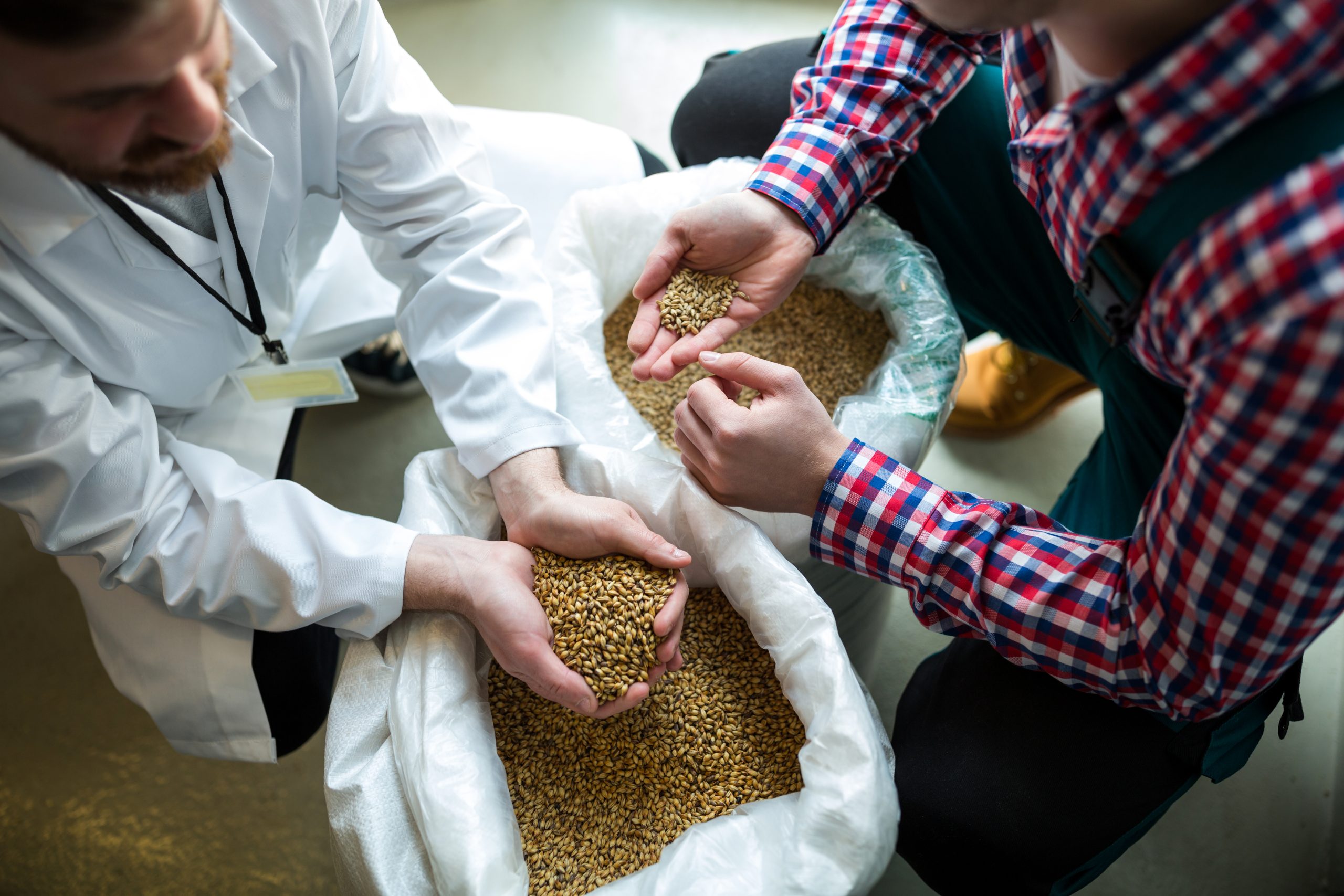 brewer examining grains at brewery factory